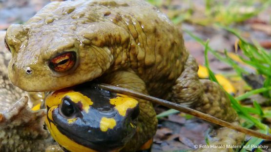 Kröten und Feuersalamander sind gefährlich für Vierbeiner
